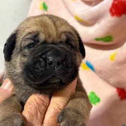 Silver Collar N - Fawn male Cane Corso puppy in Paris, Texas from Knucklehead Cane Corso