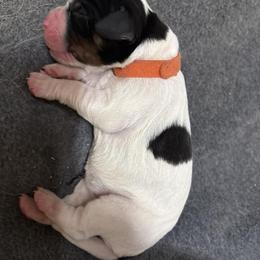 Millie-Maple - Black white and tan female English Springer Spaniel puppy in Borrego Springs, California from Desert Willow Kennel