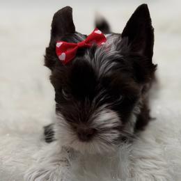 Nova - Parti female Yorkshire Terrier puppy in Benton, Illinois from Furry Tailz Yorkies
