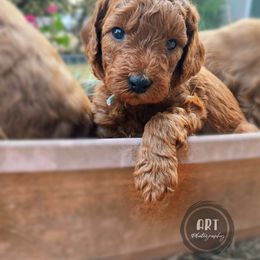 Goldendoodle Puppies from BasilBella’s Doodles
