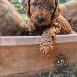 Goldendoodle Puppies from BasilBella’s Doodles