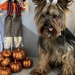 Hollywood - Yorkshire Terrier