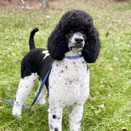 Phoenix - Poodle