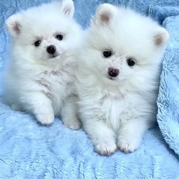 Pomeranian Puppies from Calverton Kennel