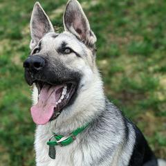 Vostochino Evropeiskaya Ovcharkas from Thystrup Vostochno Evropeiskaya Ovcharka