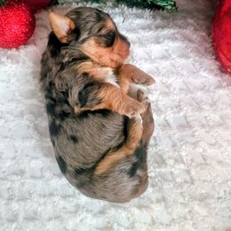 Male 4 - Blue and gold male Yorkshire Terrier puppy in Lily, Kentucky from Bella Gail Kennels