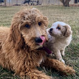 Goldendoodles from Bighorn Doodles
