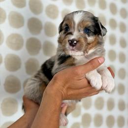 Spruce - Blue merle male Australian Shepherd puppy in Salinas, California from AA Aussies