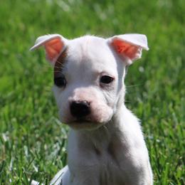 Daisy - White female American Staffordshire Terrier puppy in Guilford County, North Carolina from Explicit Kennel