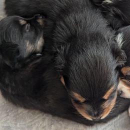 Toy Australian Shepherds from Our Family Toy Aussies of Michigan