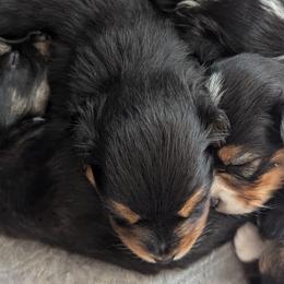 Toy Australian Shepherds from Our Family Toy Aussies of Michigan