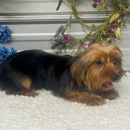Yorkshire Terrier puppies from Silver Bells Paw Prints
