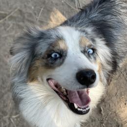 Kiru - Australian Shepherd