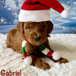 Gabriel - Red  male Goldendoodle puppy in Newnan, Georgia from Wagging Tailz Pups