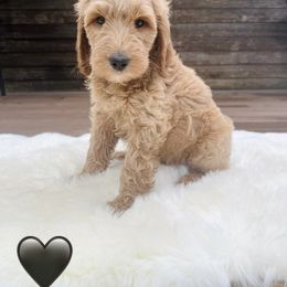 Bernedoodle Puppies from Pippi's Puppies