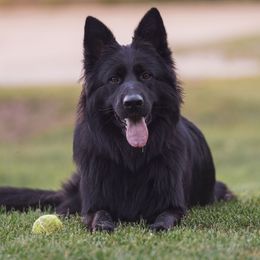 Asra - German Shepherd