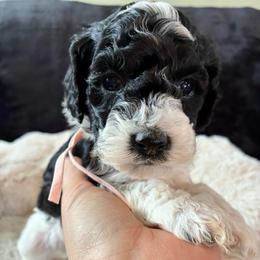 Snow - Black and white female Cockapoo puppy in Adrian, Oregon from ApplebyFarm