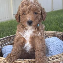 Goldendoodles from Pickens' Goldendoodles