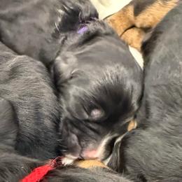 Milk - Phantom female Bernedoodle puppy in Hegins, Pennsylvania from Bubbling Springs Doodles, LLC