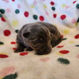 Sasha - Blue female German Shepherd puppy in Los Lunas, New Mexico from Mali's German Shepherds