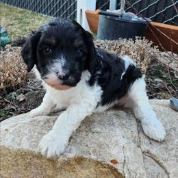 Boy 3 - Black and white male Cavapoo puppy in Nibley, Utah from Angel Breed Solutions