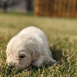 Lily - Light golden female Golden Retriever puppy in Lakeside, Arizona from Tall Pines Goldens