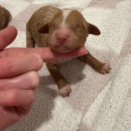 Blue collar boy - Red  male Goldendoodle puppy in Ridgewood, New Jersey from Jessie’s Doodles