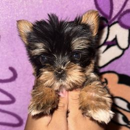 Yorkshire Terrier Puppies from K's Luxurious Yorkies