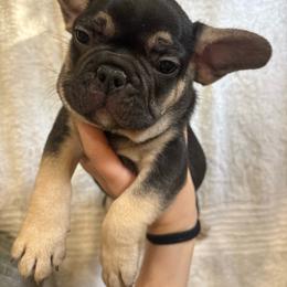 Brodie - Black and tan male French Bulldog puppy in Springfield, Missouri from Taylor