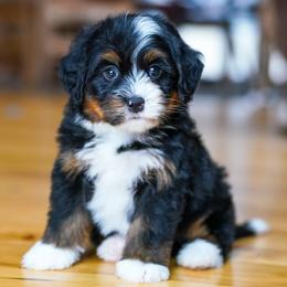 Rozzy - Tri-color female Bernedoodle puppy in Dundee, Ohio from Down Home Doodle