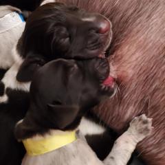 German Wirehaired Pointer Puppies from Ca’ Rigada Deutsch Drahthaar (GWP)