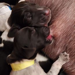 German Wirehaired Pointer Puppies from Ca’ Rigada Deutsch Drahthaar (GWP)