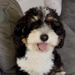 Royce - Bernedoodle