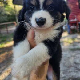 Prince Flynn - Black tri male Miniature Australian Shepherd puppy in Dunnellon, Florida from Ever After Mini Aussies