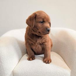Izzy - Yellow female Labrador Retriever puppy in Angola, Indiana from Reniers Labrador Retrievers