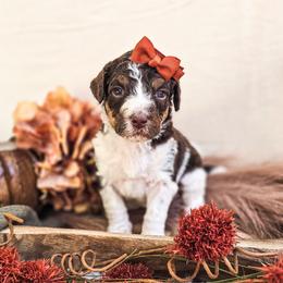 Marigold - Parti female Poodle puppy in Gaylord, Michigan from Dog Mom Co. Poodles