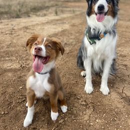Miniature Australian Shepherd All Grown Up from Kountryside Mini Aussies