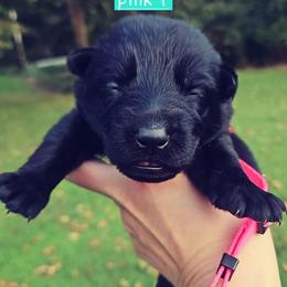 Pink collar - Black female German Shepherd puppy in Dexter, Missouri from Vom Morris Haus German Shepherds