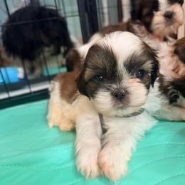 Fluttershy - Black gold and white female Shih Tzu puppy in Hemet, California from Aloha Shih Tzu