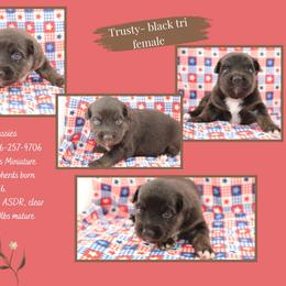 Trusty - Black tri female Miniature Australian Shepherd puppy in Asheboro, North Carolina from Stellar Aussies