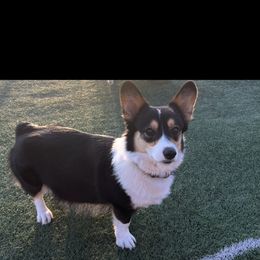 Kerry - Pembroke Welsh Corgi