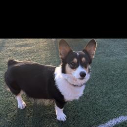 Kerry - Pembroke Welsh Corgi