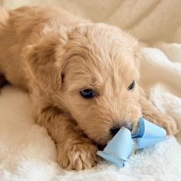 Girl 3 - female Double Doodle puppy in Clarks Hill, South Carolina from Rosie’s Double Doodles