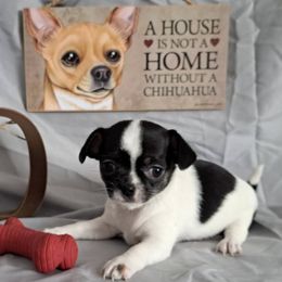 Chihuahuas from North Star Chihuahuas