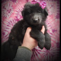 Holly - Black female German Shepherd puppy in Fort Jennings, Ohio from Von Holtzapple German shepherds