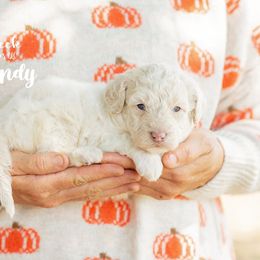 Cotton Candy - Cream female Goldendoodle puppy in Woodruff, South Carolina from Crooked Creek Doodles and Poodles