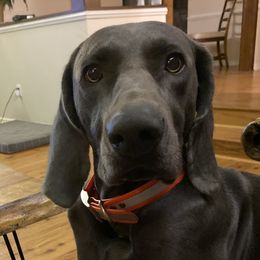 Weimaraner puppies from Georgia Line Weimaraners