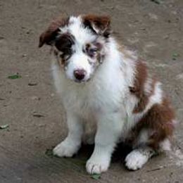 Australian Shepherds from C-Me Working Australian Shepherds