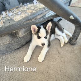 Hermione - Silver and white female Pomsky puppy in Blackfoot, Idaho from Snake River Pomskys