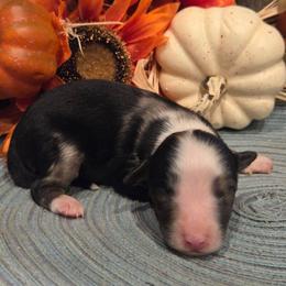 Boy 1 - Blue merle male Aussiedoodle puppy in Mouth Of Wilson, Virginia from Holly Ridge Aussies, Aussiedoodles & Corgis